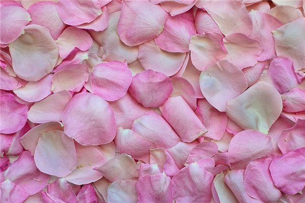 What does it mean to dream of flower petals? What does it mean to dream of flower petals?