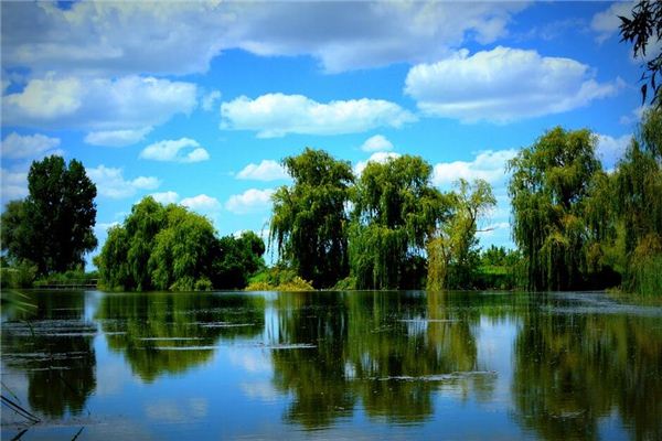 Dreaming of willows, poplars, and weeping willows