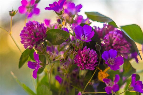 What does it mean to dream of flowers and trees? What does it mean to dream of flowers and trees?