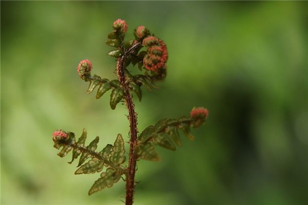 What does it mean to dream of ferns? What does it mean to dream of ferns?
