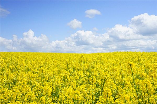 What does it mean to dream of rapeseed? What does it mean to dream of rapeseed?