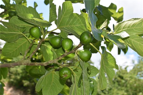 Dreaming of fig trees Dreaming of fig trees