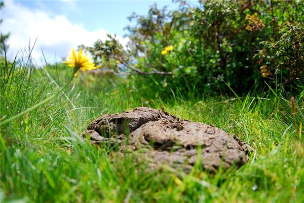 What does it mean to dream of cow dung?