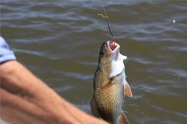 What does it mean to dream of a fishing hook? What does it mean to dream of a fishing hook?