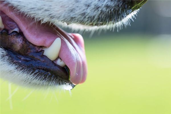 What does it mean to dream about saliva? What does it mean to dream about saliva?
