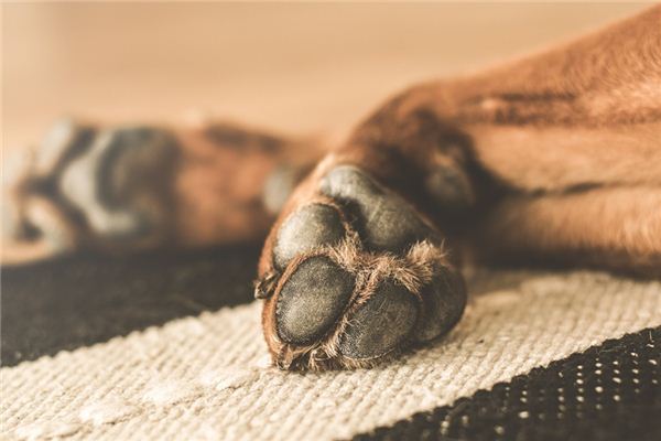 What does it mean to dream of claws? What does it mean to dream of claws?