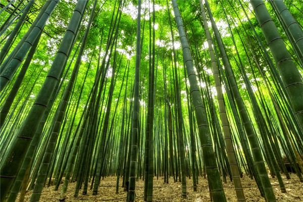 What does it mean to dream of bamboo poles? What does it mean to dream of bamboo poles?