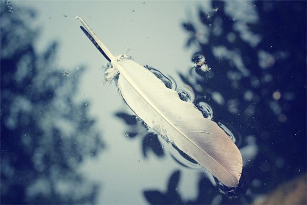 Dreaming of feathers and chicken feathers