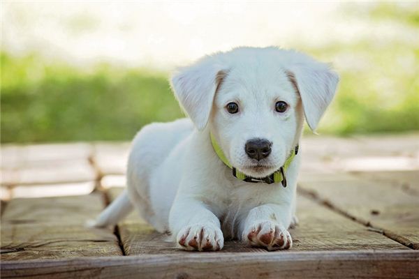 What does it mean to dream of dog meat?
