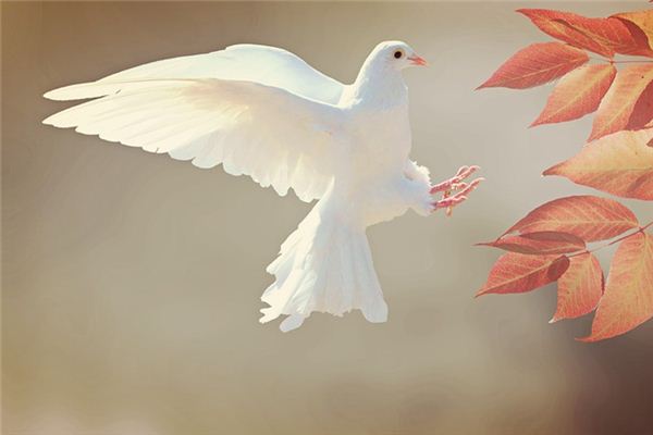 What does it mean to dream of feathers? What does it mean to dream of feathers?