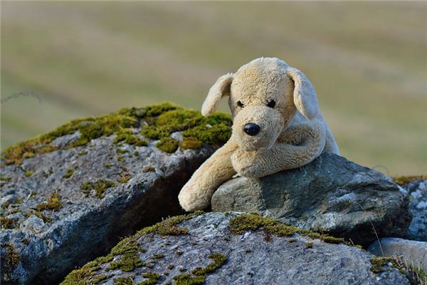 What does it mean to dream of a toy dog? What does it mean to dream of a toy dog?