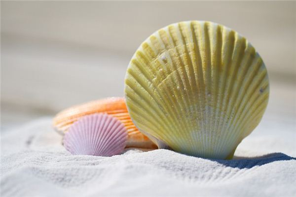 What does it mean to dream of seashells? What does it mean to dream of seashells?
