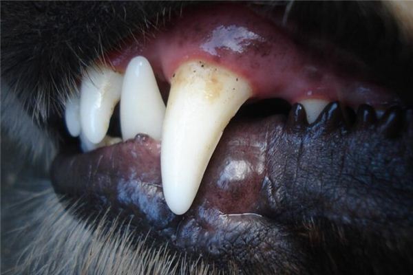 What does it mean to dream of dog teeth? What does it mean to dream of dog teeth?
