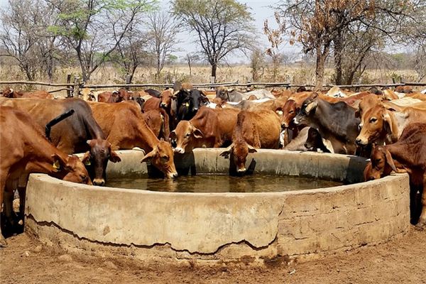 What does it mean to dream of a feeding trough? What does it mean to dream of a feeding trough?