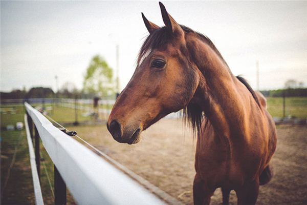 What does it mean to dream of a horse stable? What does it mean to dream of a horse stable?