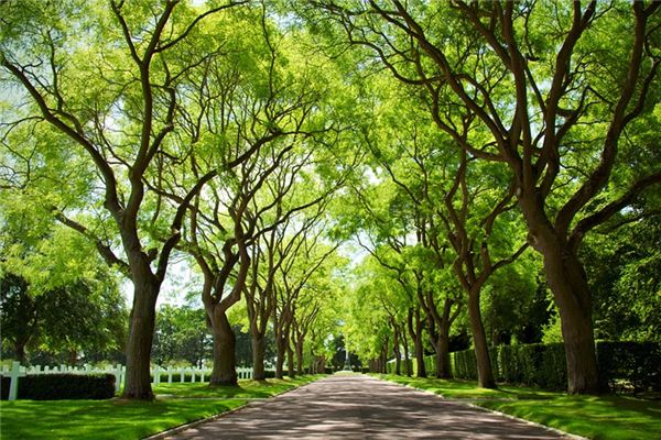 What does it mean to dream of a canopy? What does it mean to dream of a canopy?