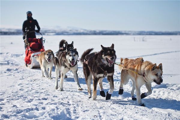 What does it mean to dream of a sled? What does it mean to dream of a sled?