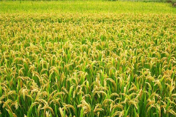 Dreaming of ears of grain and wheat