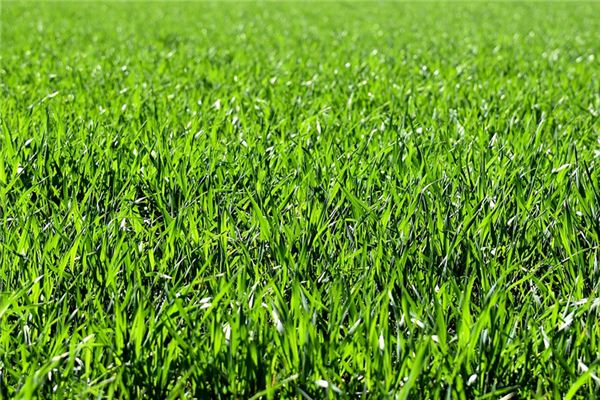 What does it mean to dream of calamus? What does it mean to dream of calamus?