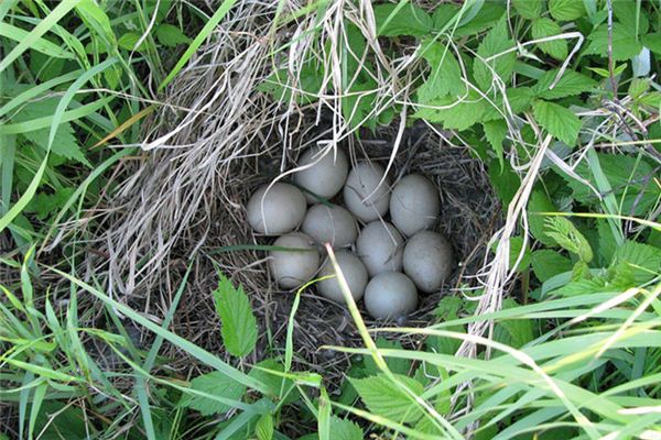 What does it mean to dream of many duck eggs? What does it mean to dream of many duck eggs?