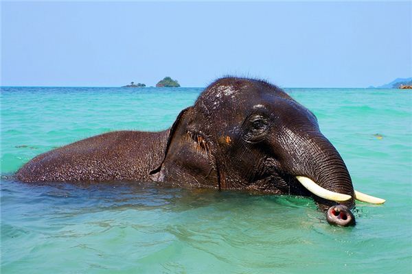 What does it mean to dream of ivory? What does it mean to dream of ivory?