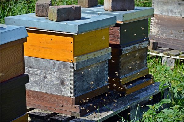 What does it mean to dream of a beehive? What does it mean to dream of a beehive?