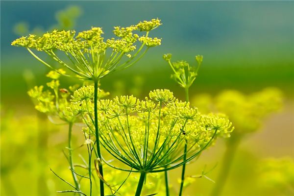 What does it mean to dream of fennel? What does it mean to dream of fennel?