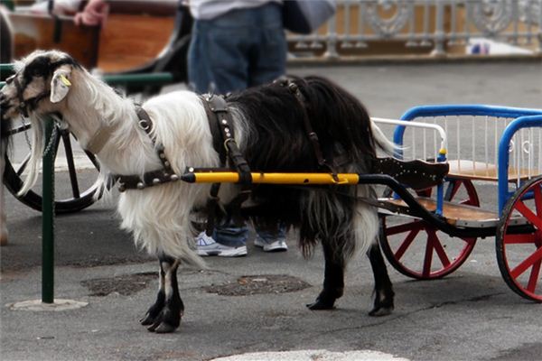 What does it mean to dream of a sheep-drawn cart? What does it mean to dream of a sheep-drawn cart?