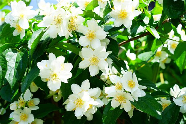 What does it mean to dream of jasmine perfume? What does it mean to dream of jasmine perfume?