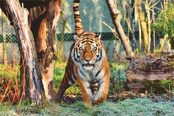 What does it mean to dream of animal skins? What does it mean to dream of animal skins?