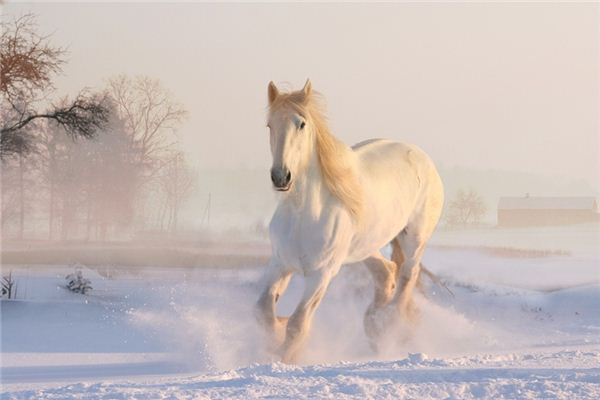 What does it mean to dream of a horse comb?