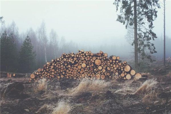 Dreaming of wood and timber