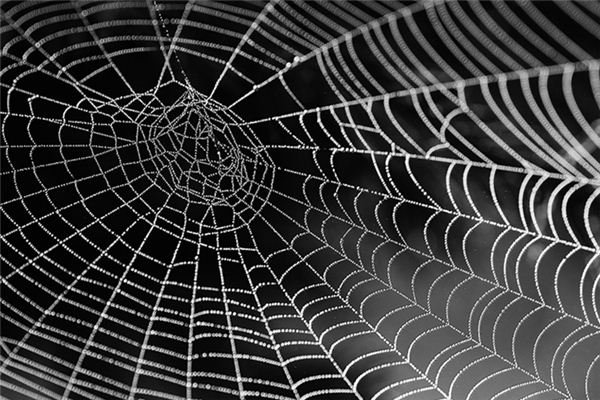 What does it mean to dream of a net-like thing? What does it mean to dream of a net-like thing?