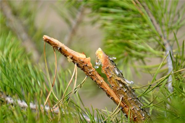 What does it mean to dream of pine resin? What does it mean to dream of pine resin?