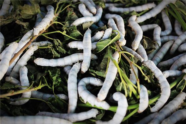 What does it mean to dream of silkworms?