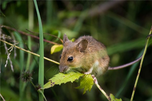 What does it mean to dream of rat droppings? What does it mean to dream of rat droppings?