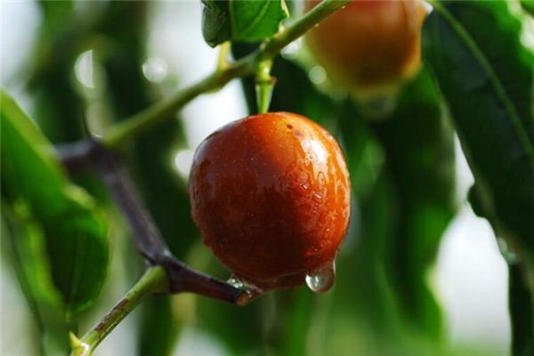 What does it mean to dream of dates? What does it mean to dream of dates?