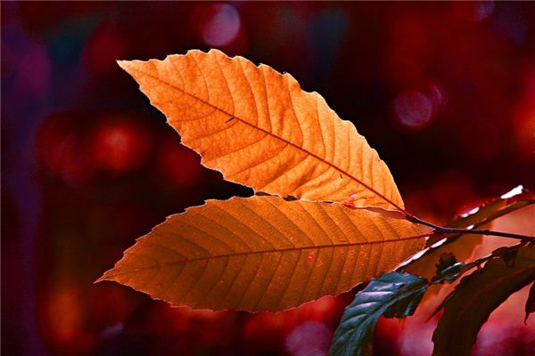 What does it mean to dream of gold leaves?