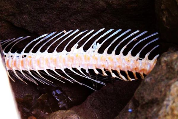 What does it mean to dream of fish bones? What does it mean to dream of fish bones?