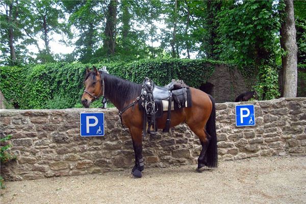 What does it mean to dream about horse tack?