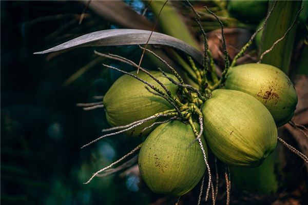 What does it mean to dream of coconut juice? What does it mean to dream of coconut juice?