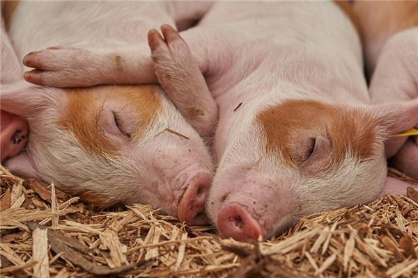 What does it mean to dream of pig manure? What does it mean to dream of pig manure?
