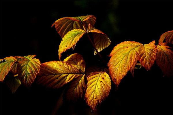 What does it mean to dream of golden leaves?