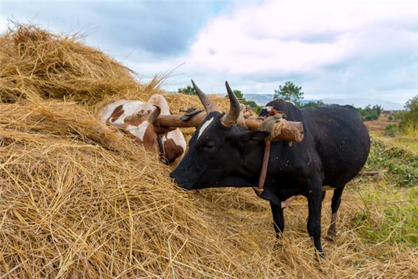 What does it mean to dream of a yoke? What does it mean to dream of a yoke?