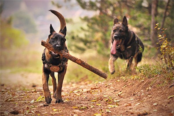 What does it mean to dream of a stick? What does it mean to dream of a stick?