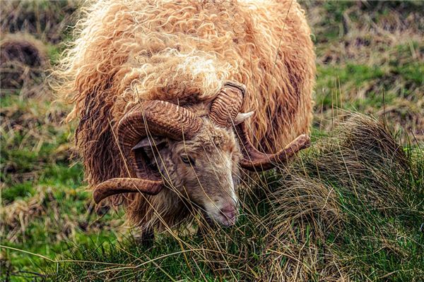 What does it mean to dream of wool? What does it mean to dream of wool?
