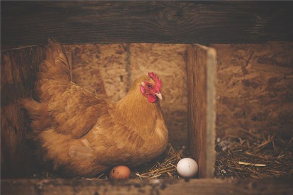 What does it mean to dream of laying eggs? What does it mean to dream of laying eggs?