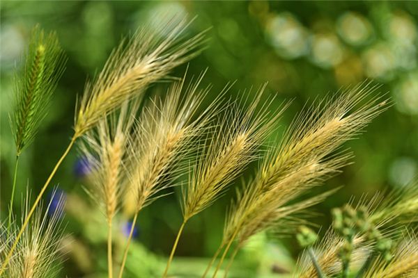 What does it mean to dream of rice? What does it mean to dream of rice?