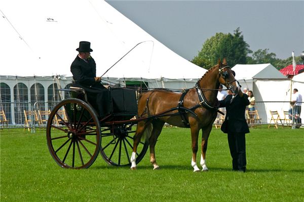 What does it mean to dream of a horsewhip? What does it mean to dream of a horsewhip?