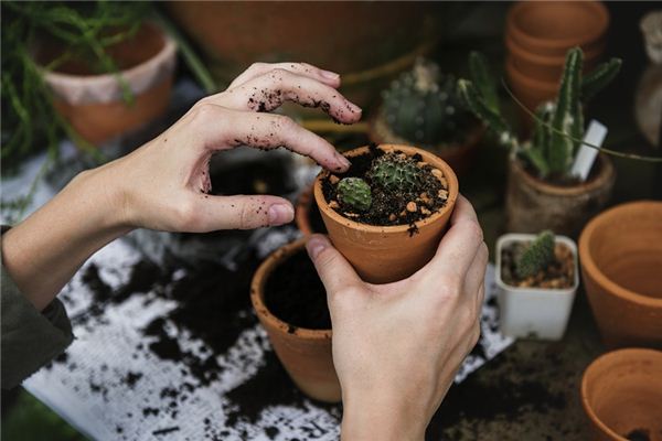 What does it mean to dream of flower pots? What does it mean to dream of flower pots?